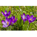 KROKUS