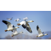 Migrate