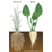 Taproot