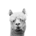 LAMA