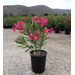 OLEANDER