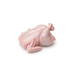 Pollo