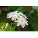 Sampaguita